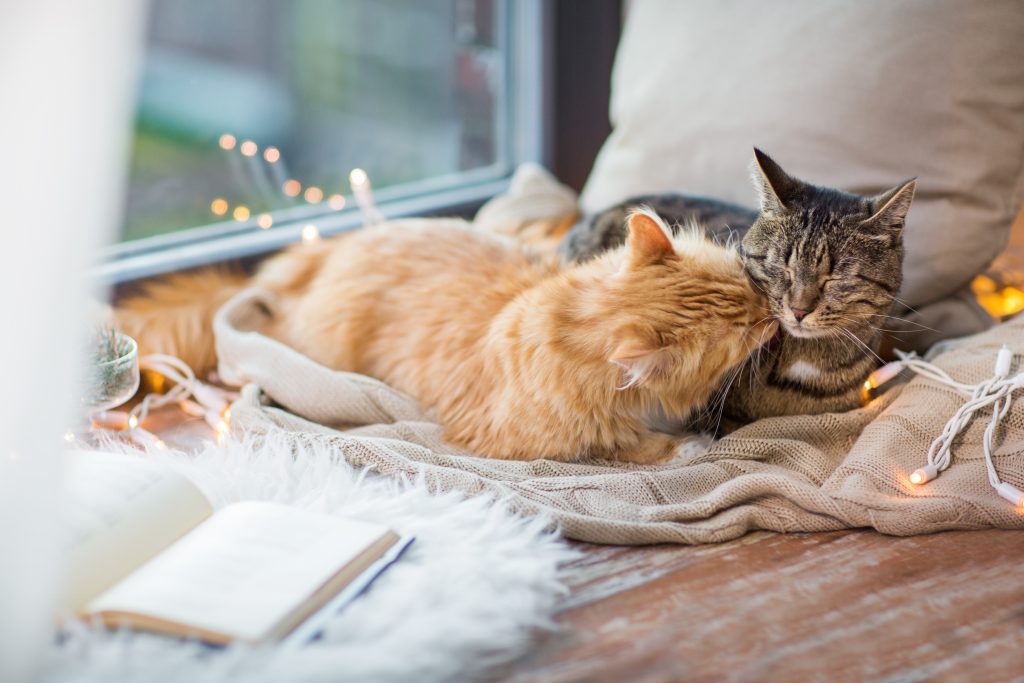 two cats lying on window sill with blanket at home