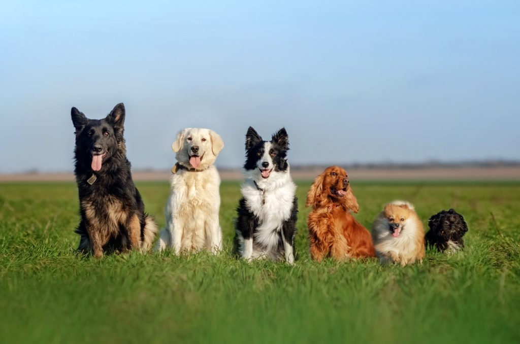 funny walk with dogs portrait many dogs german shepherd, retriev