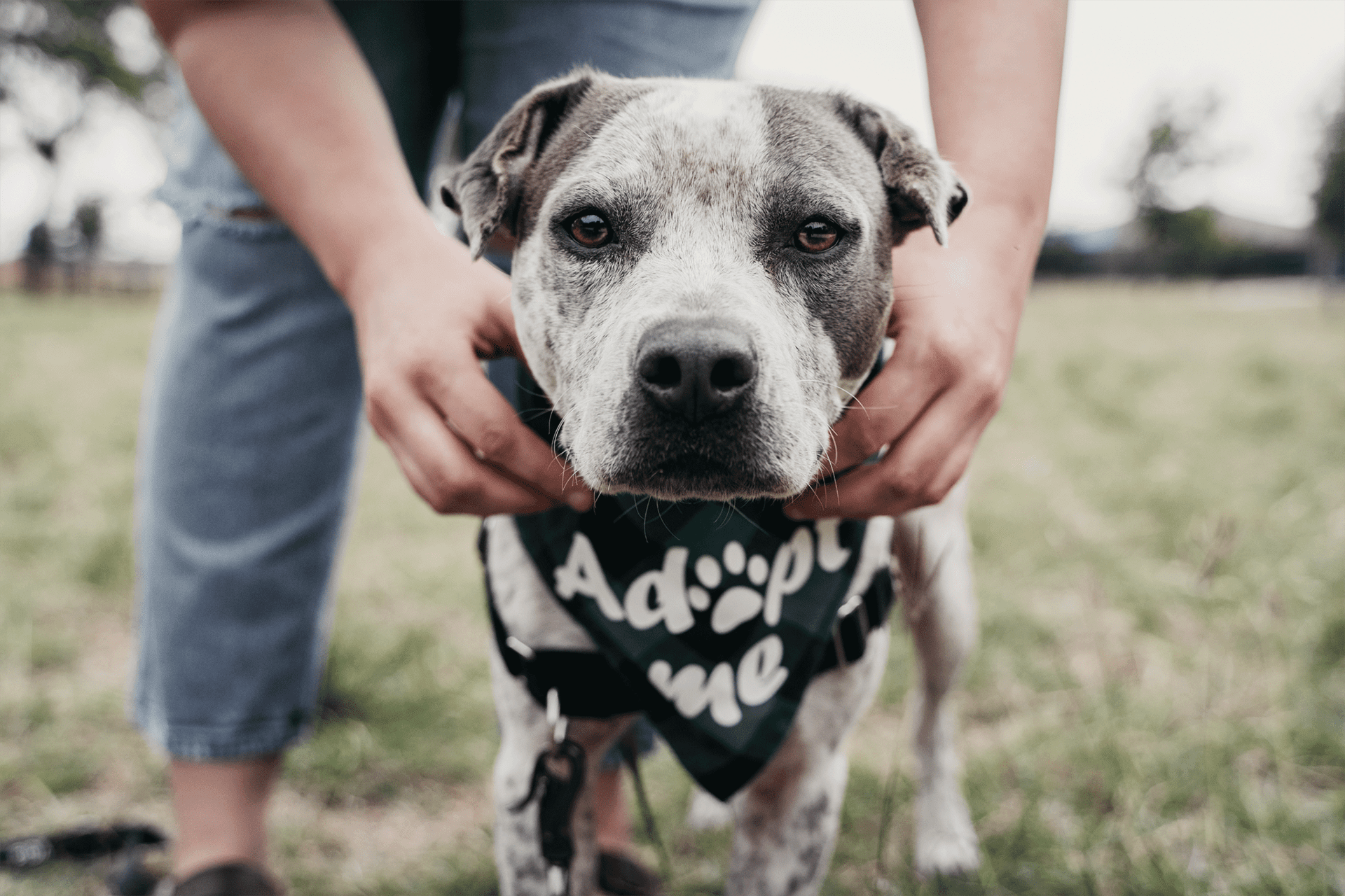 get involved dog adption event